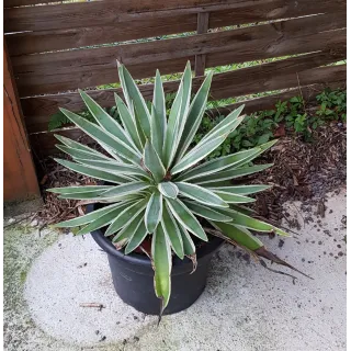 Agave angustifolia 'Marginata'