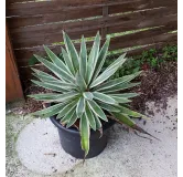 Agave angustifolia 'Marginata'