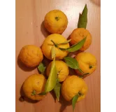 Citrus x junos sur Volkameriana / Citronnier Yuzu