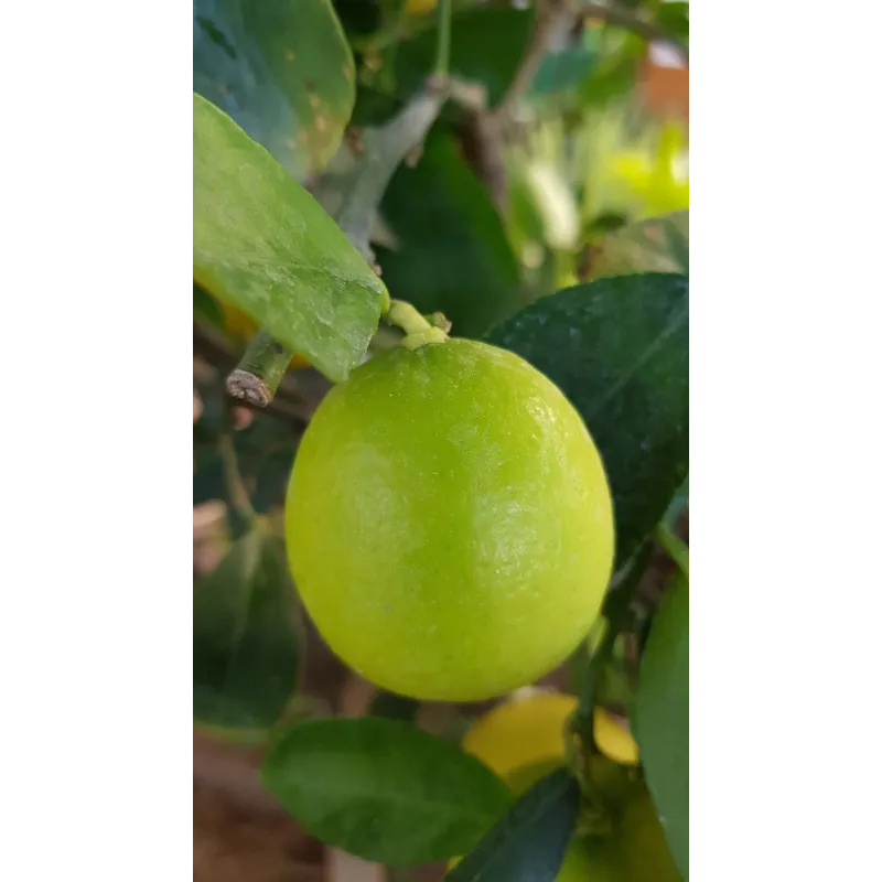 Citrus x latifolia 'Tahiti' greffÃ© sur Volkameriana / Lime de Tahiti