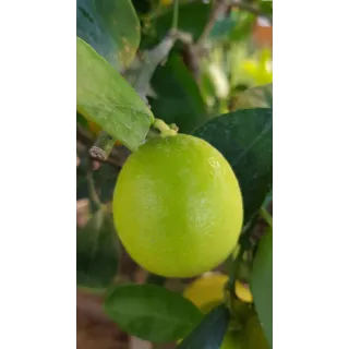 Citrus x latifolia 'Tahiti' greffÃ© sur Volkameriana / Lime de Tahiti