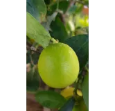 Citrus x latifolia 'Tahiti' greffÃ© sur Volkameriana / Lime de Tahiti