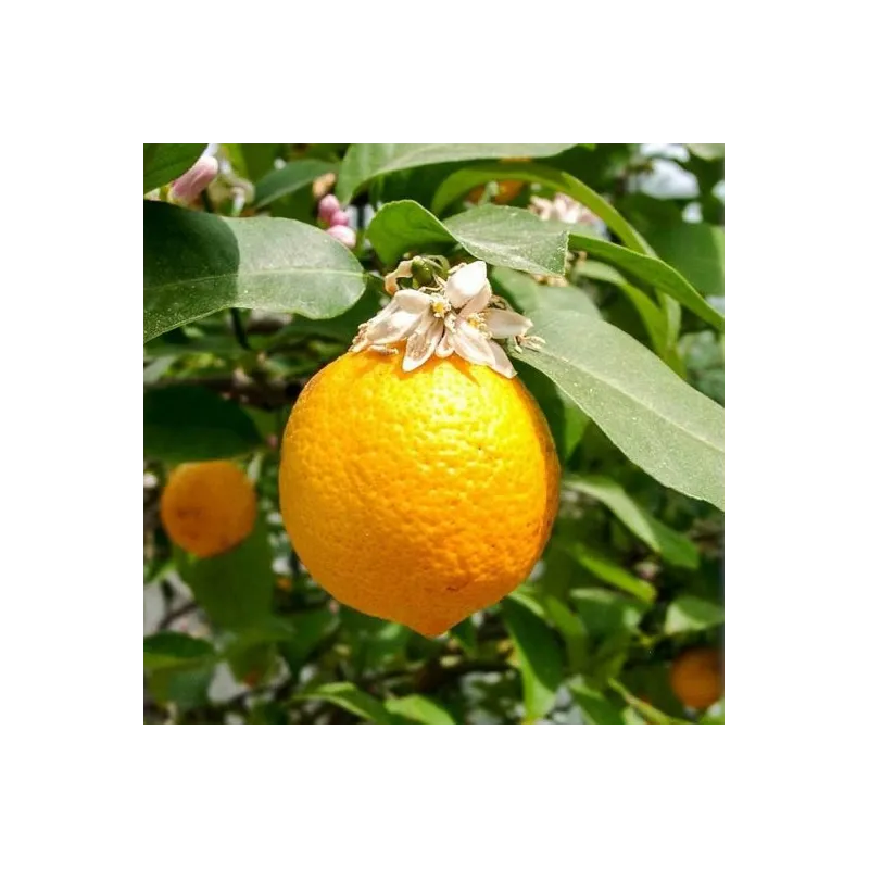 Citrus volkameriana (De Semis) / Citron Volkamer