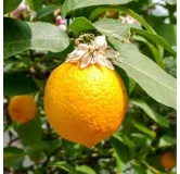 Citrus volkameriana (De Semis) / Citron Volkamer