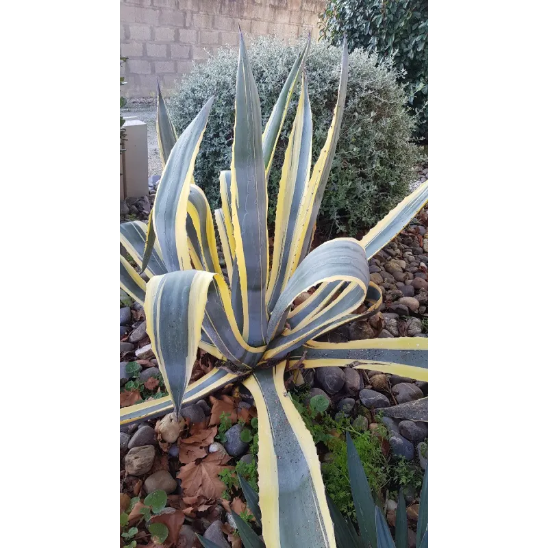 Agave americana 'Marginata' / Agave d'amÃ©rique panachÃ© jaune