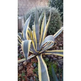 Agave americana 'Marginata' / Agave d'amÃ©rique panachÃ© jaune