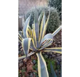 Agave americana 'Marginata' / Agave d'amÃ©rique panachÃ© jaune