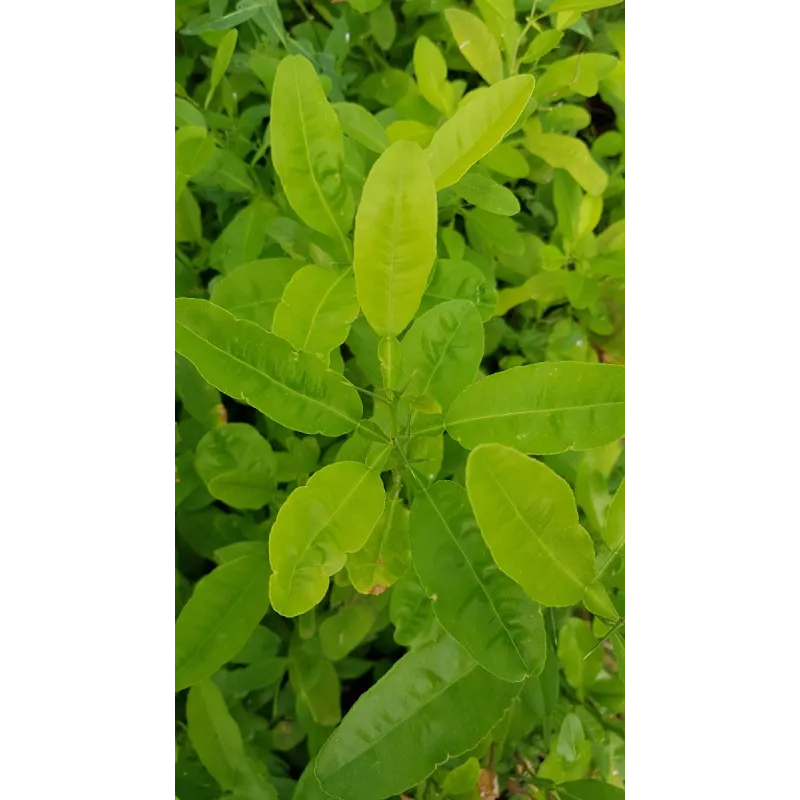 Citrus macrophylla (De semis) / Citronnier Alemow