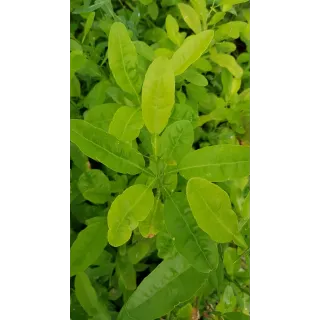 Citrus macrophylla (De semis) / Citronnier Alemow