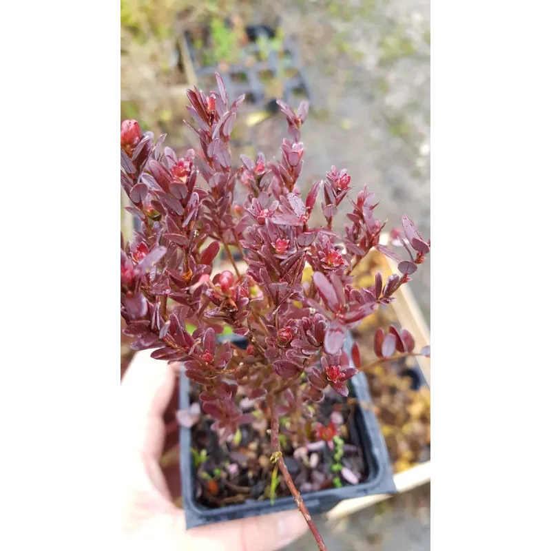 Vaccinium macrocarpon 'Big Pearl' / Cranberry 'Big Pearl'