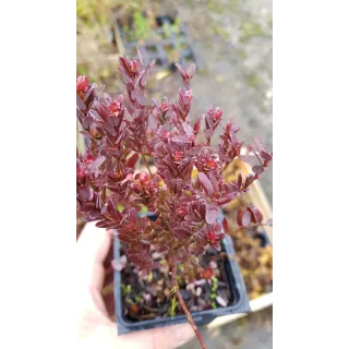 Vaccinium macrocarpon 'Big Pearl' / Cranberry 'Big Pearl'