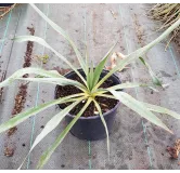 Yucca 'Silver Anniversary'