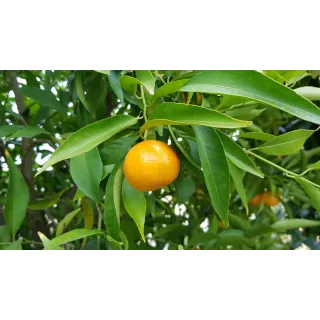 Citrus reticulata greffÃ© sur Volkmeriana / Mandarinier