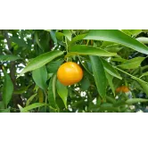 Citrus reticulata greffÃ© sur Volkmeriana / Mandarinier