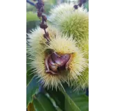 Castanea sativa / ChÃ¢taignier commun