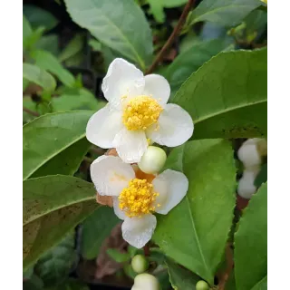 Camellia sinensis / ThÃ©ier sauvage