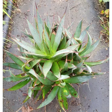 Agave attenuata 'Blue glow' (Multi-TÃªte)