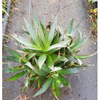 Agave attenuata 'Blue glow' (Multi-TÃªte)