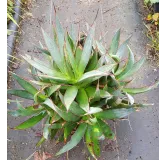 Agave attenuata 'Blue glow' (Multi-TÃªte)