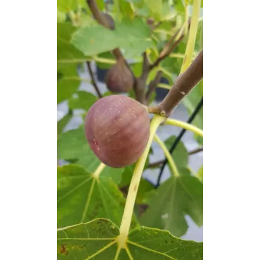 Ficus carica 'Pastiliere' / Figuier Rouge de Bordeaux