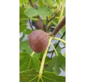 Ficus carica 'Pastiliere' / Figuier Rouge de Bordeaux