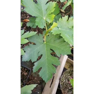 Ficus johannis subsp. afghanistanica / Figuier afghan