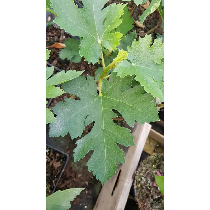 Ficus johannis subsp. afghanistanica / Figuier afghan