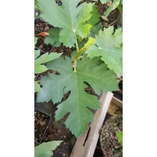 Ficus johannis subsp. afghanistanica / Figuier afghan