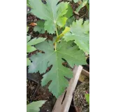 Ficus johannis subsp. afghanistanica / Figuier afghan