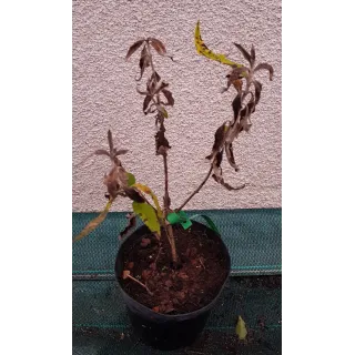 Buddleia globosa / Arbre aux papillons globuleux