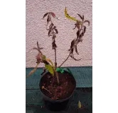 Buddleia globosa / Arbre aux papillons globuleux