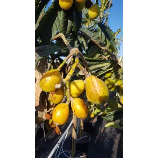 Eriobotrya japonica (De semis) / NÃ©flier du Japon