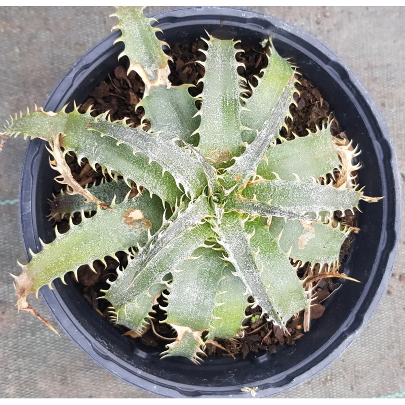 Dyckia 'Fonte des Neiges'