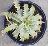 Dyckia 'Fonte des Neiges'