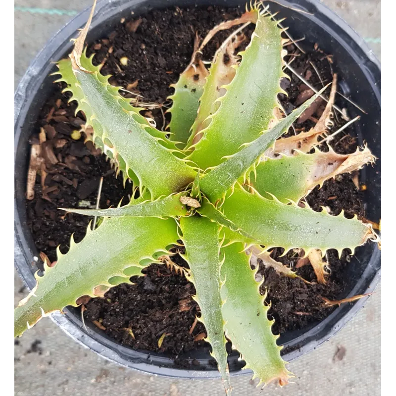 Dyckia 'Prairie printaniÃ¨re'