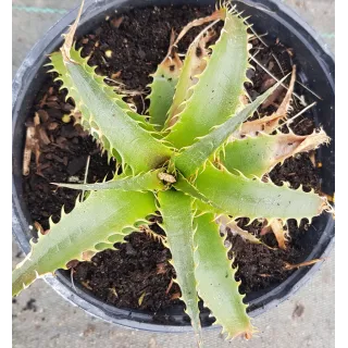 Dyckia 'Prairie printaniÃ¨re'