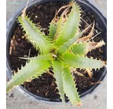 Dyckia 'Prairie printaniÃ¨re'