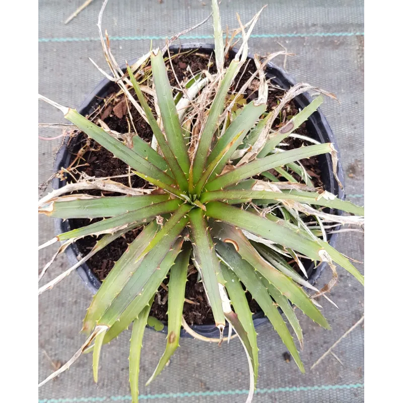 Dyckia 'Burgundy Ice M1'