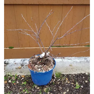 Prunus avium CHERRY BABYÂ® 'Porthos' / Cerisier nain