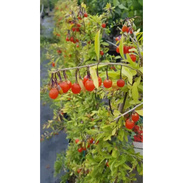 Lycium barbarum GOJIDELYSÂ® 'FPW170803' / Baie de goji