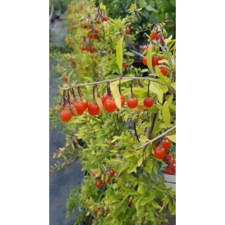 Lycium barbarum GOJIDELYSÂ® 'FPW170803' / Baie de goji