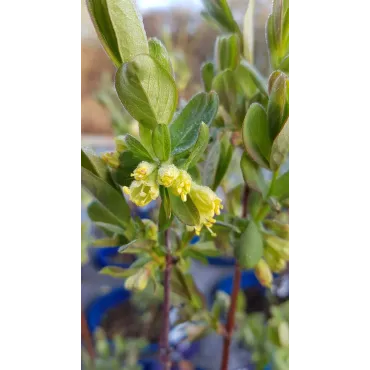 Lonicera caeruela var kamtschatica 'Fruity berryÂ®' / Baie de mai