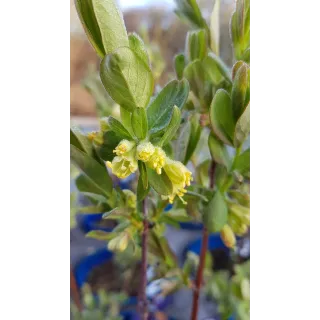 Lonicera caeruela var kamtschatica 'Fruity berryÂ®' / Baie de mai