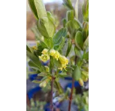 Lonicera caeruela var kamtschatica 'Fruity berryÂ®' / Baie de mai