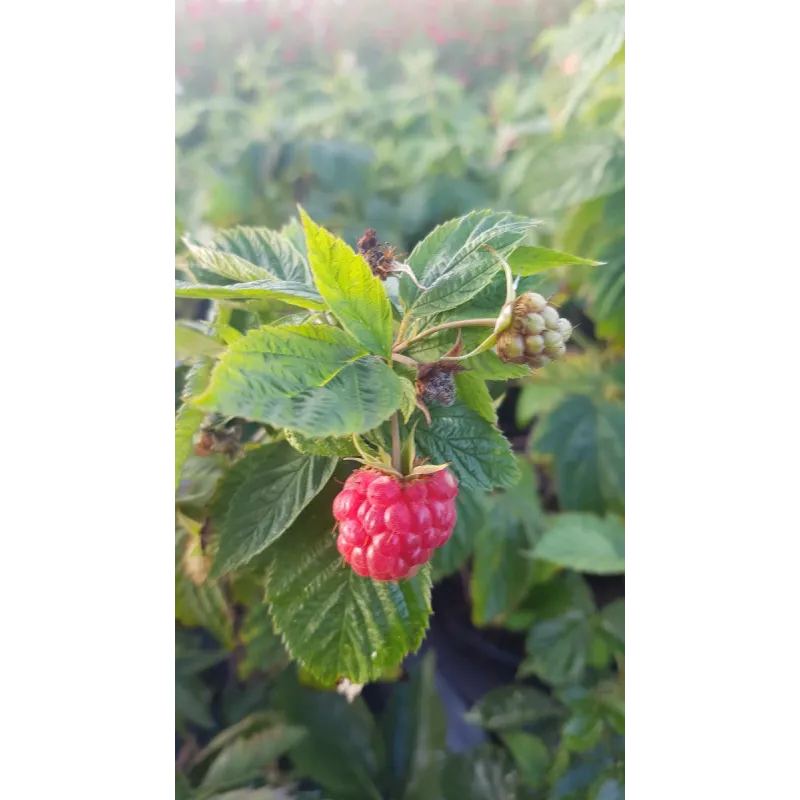 Rubus idaeus FrambÃ©liseÂ® / Framboisier FrambÃ©liseÂ®' (Remontant)