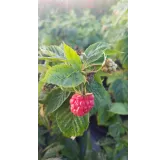 Rubus idaeus FrambÃ©liseÂ® / Framboisier FrambÃ©liseÂ®' (Remontant)