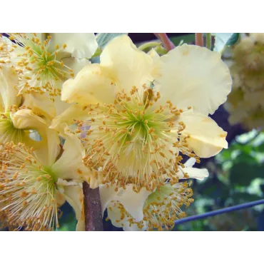 Actinidia deliciosa 'Tomuri' / Kiwi 'Tomuri' (MÃ¢le)