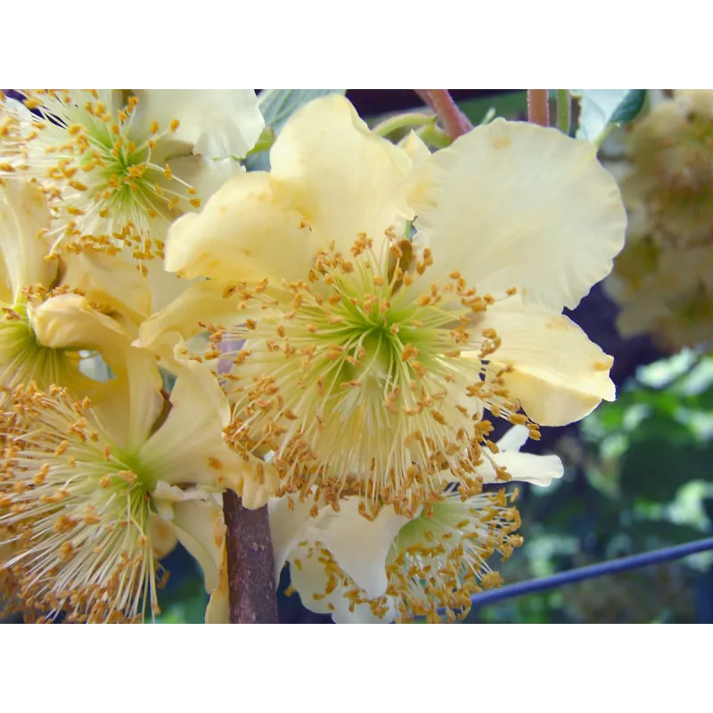 Actinidia deliciosa 'Tomuri' / Kiwi 'Tomuri' (MÃ¢le)