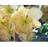 Actinidia deliciosa 'Tomuri' / Kiwi 'Tomuri' (MÃ¢le)