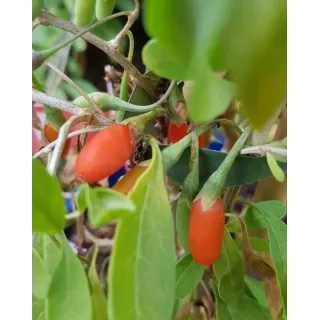 Lycium barbarum 'Altai' / Baie de goji